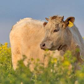 small-bovine