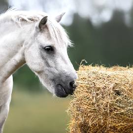small-equine