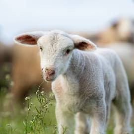small-ovine