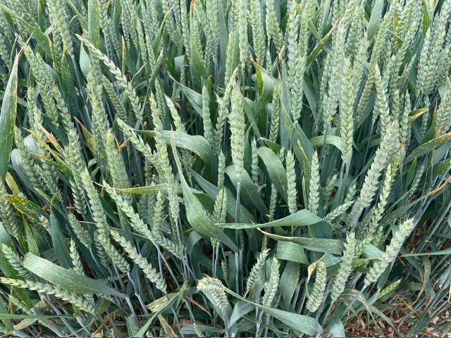 ecosystemes