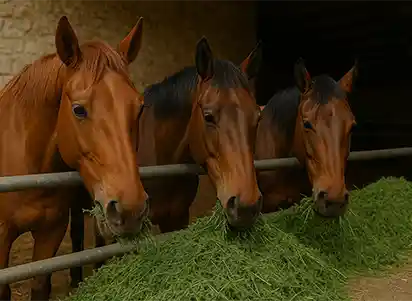Foin de luzerne pour les chevaux