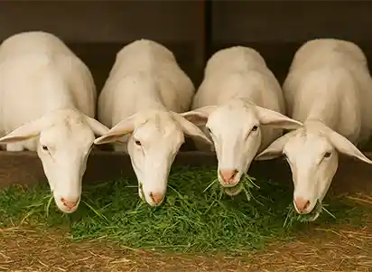 Foin de luzerne pour les moutons